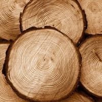 Cedarwood