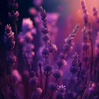 Lavender